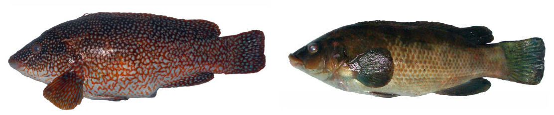 Labrus bergylta_09